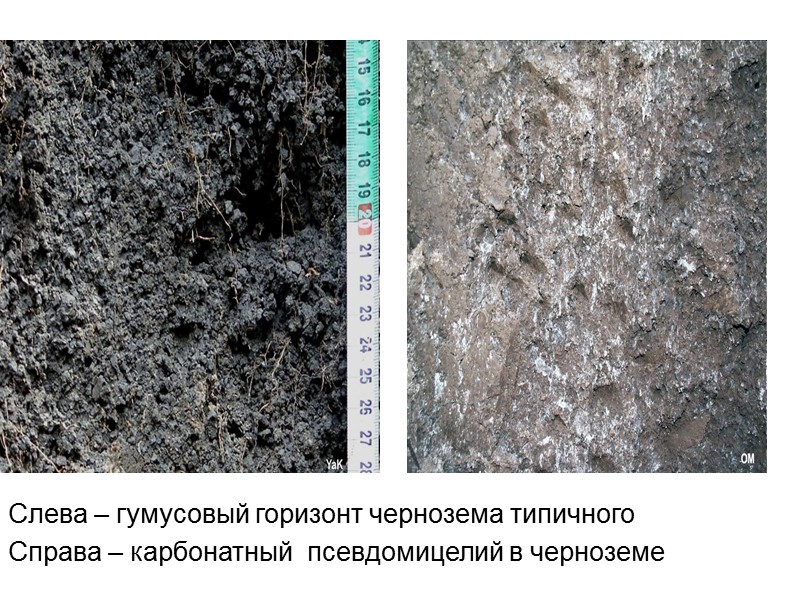 Слева – гумусовый горизонт чернозема типичного Справа – карбонатный  псевдомицелий в черноземе